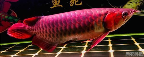 紅龍魚與金龍魚混養可以嗎（紅龍魚和金龍魚可以混養嗎）