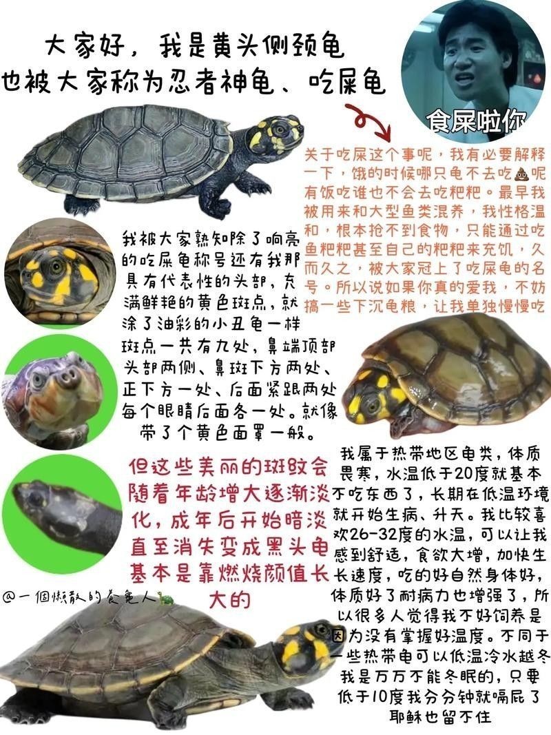 黃頭龜和銀龍魚混養嗎圖片 黃頭龜和銀龍魚混養嗎圖片 龍魚百科 第5張