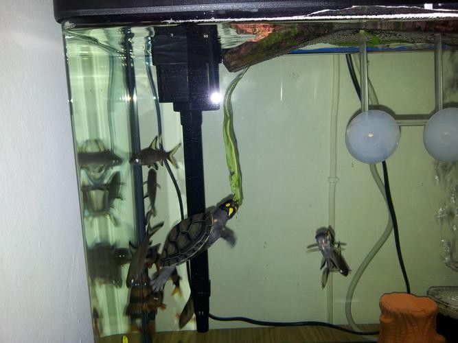 黃頭龜和銀龍魚混養嗎圖片 黃頭龜和銀龍魚混養嗎圖片 龍魚百科 第12張