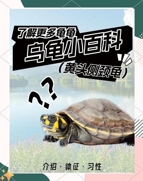 黃頭龜和銀龍魚混養嗎圖片 黃頭龜和銀龍魚混養嗎圖片 龍魚百科 第13張