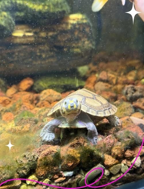 黃頭龜和銀龍魚混養嗎圖片 黃頭龜和銀龍魚混養嗎圖片 龍魚百科 第4張