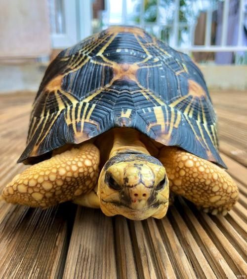 黃頭龜和銀龍魚混養嗎圖片 黃頭龜和銀龍魚混養嗎圖片 龍魚百科 第9張