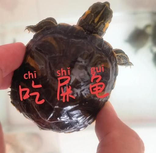 黃頭龜和銀龍魚混養嗎圖片 黃頭龜和銀龍魚混養嗎圖片 龍魚百科 第11張