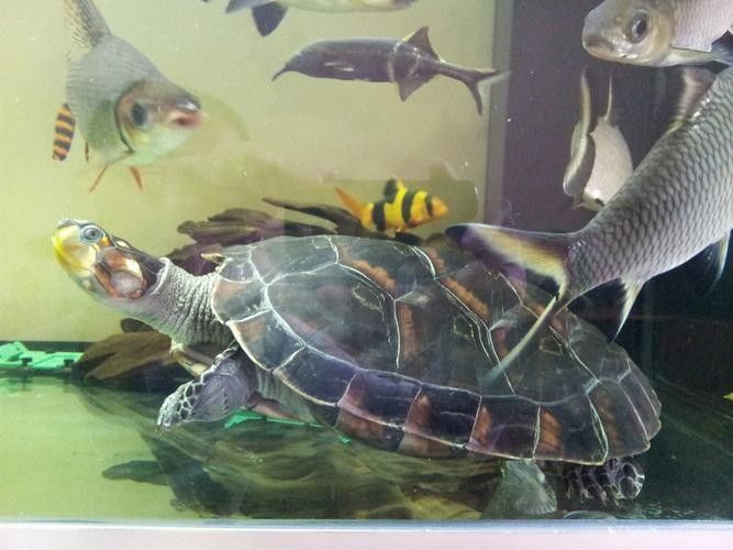 黃頭龜和銀龍魚混養嗎圖片 黃頭龜和銀龍魚混養嗎圖片 龍魚百科 第3張