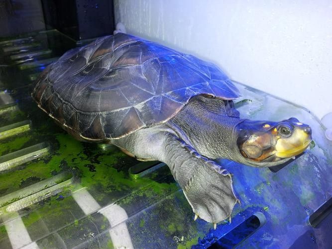 黃頭龜和銀龍魚混養嗎圖片 黃頭龜和銀龍魚混養嗎圖片 龍魚百科 第8張