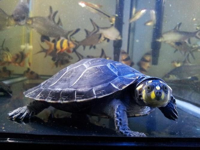 黃頭龜和銀龍魚混養嗎圖片 黃頭龜和銀龍魚混養嗎圖片 龍魚百科 第14張