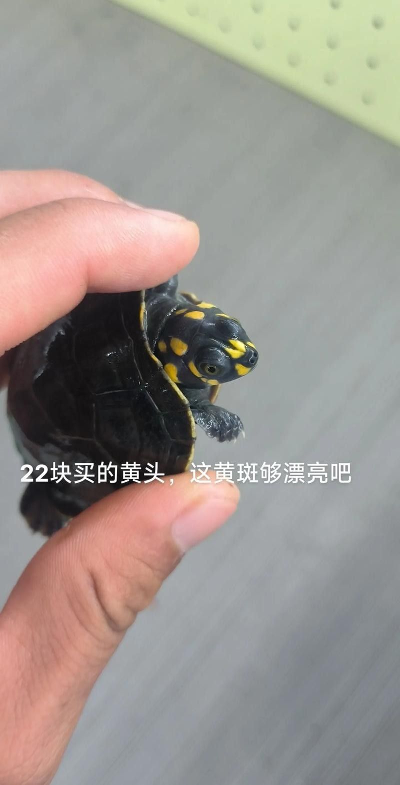 黃頭龜和銀龍魚混養嗎圖片 黃頭龜和銀龍魚混養嗎圖片 龍魚百科 第1張