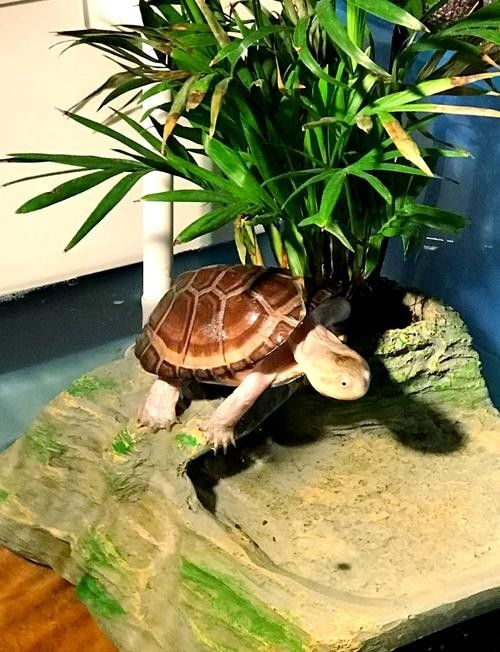 黃頭龜和銀龍魚混養嗎圖片 黃頭龜和銀龍魚混養嗎圖片 龍魚百科 第21張