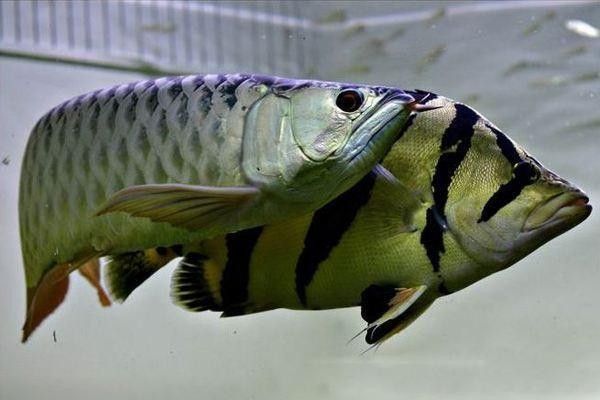 黃頭龜和銀龍魚混養嗎圖片 黃頭龜和銀龍魚混養嗎圖片 龍魚百科 第29張