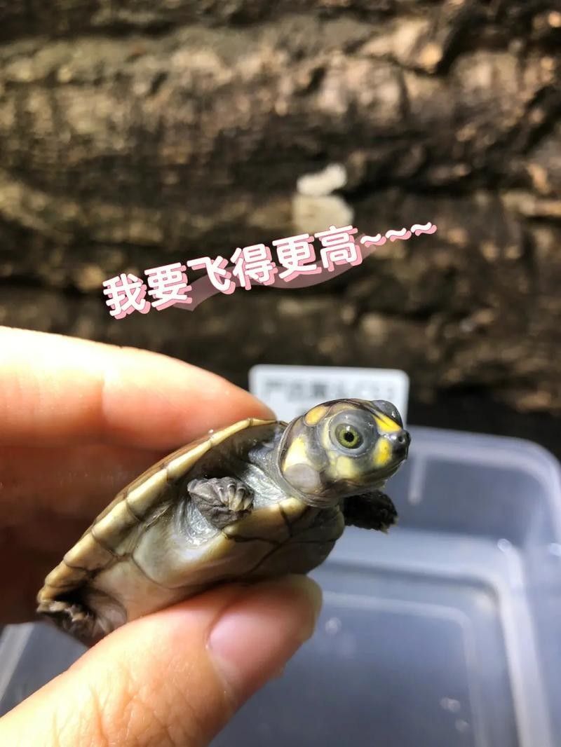 黃頭龜和銀龍魚混養嗎圖片 黃頭龜和銀龍魚混養嗎圖片 龍魚百科 第16張