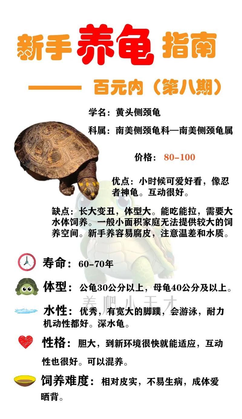 黃頭龜和銀龍魚混養嗎圖片 黃頭龜和銀龍魚混養嗎圖片 龍魚百科 第20張