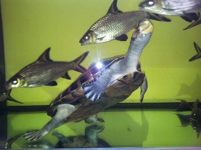 黃頭龜和銀龍魚混養嗎圖片 黃頭龜和銀龍魚混養嗎圖片 龍魚百科 第25張