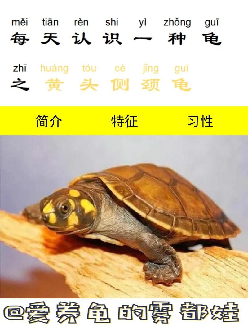 黃頭龜和銀龍魚混養嗎圖片 黃頭龜和銀龍魚混養嗎圖片 龍魚百科 第23張
