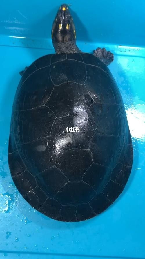 黃頭龜和銀龍魚混養嗎圖片 黃頭龜和銀龍魚混養嗎圖片 龍魚百科 第24張