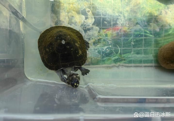 黃頭龜和銀龍魚混養嗎圖片 黃頭龜和銀龍魚混養嗎圖片 龍魚百科 第19張