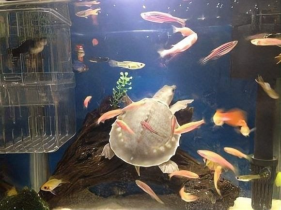 黃頭龜和銀龍魚混養嗎圖片 黃頭龜和銀龍魚混養嗎圖片 龍魚百科 第32張