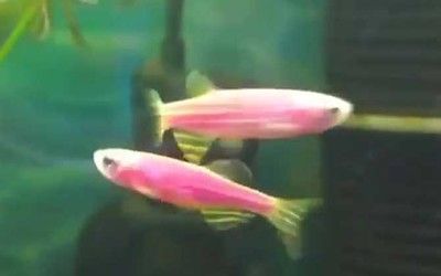 冷水雷龍魚有哪些好看的，冷水雷龍魚是一種生活在寒冷水域的魚類，它們是一種生活在寒冷水域的魚類