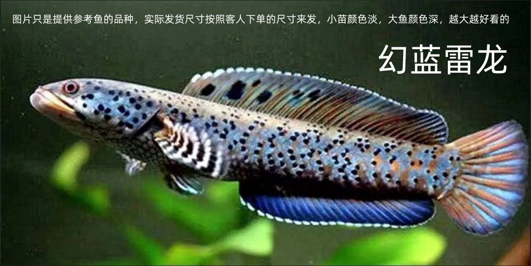 冷水雷龍魚有哪些好看的，冷水雷龍魚是一種生活在寒冷水域的魚類，它們是一種生活在寒冷水域的魚類
