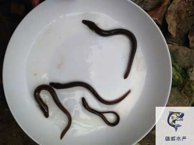 冷水魚苗什么地方銷售：有沒有冷水龍魚苗賣？冷水龍魚養殖全解析