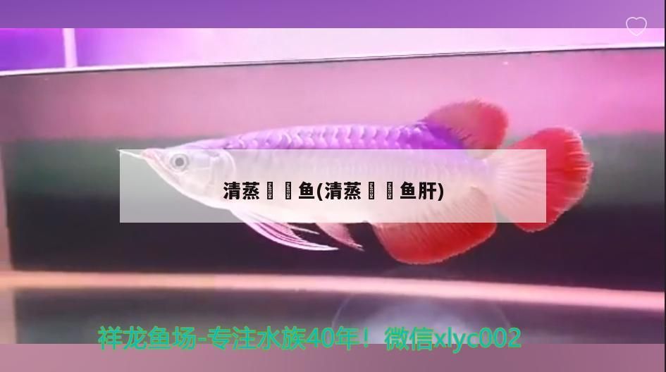 鸚鵡魚和銀龍魚混養怎樣喂食 清蒸鮟鱇魚(清蒸鮟鱇魚肝) 龍魚百科 清蒸鮟鱇魚(清蒸鮟鱇魚肝) 清蒸鮟鱇魚(清蒸鮟鱇魚肝) 龍魚百科