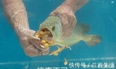 金龍魚幾天換水的正確方法：金龍魚的換水頻率和方法