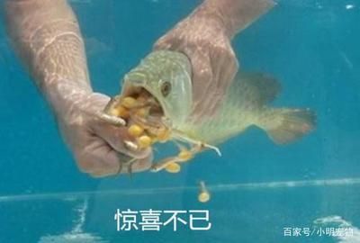 金龍魚幾天換水的正確方法：金龍魚的換水頻率和方法