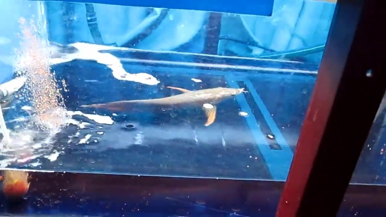 金龍魚一般多久換一次水合適（金龍魚換水的頻率是一個固定的數值）