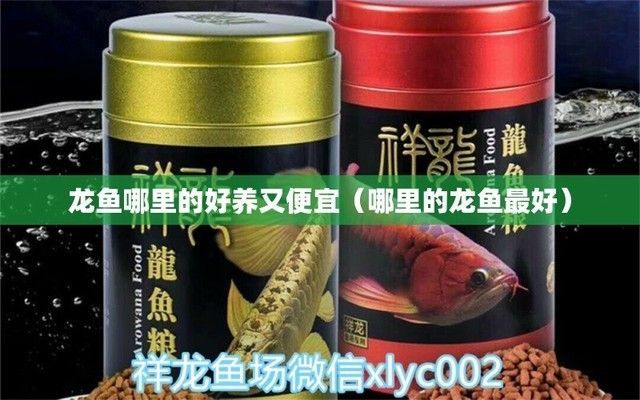 龍魚哪里好看好養(yǎng)：觀賞魚缸中最受歡迎的魚類之一，不僅美觀而且易于養(yǎng)殖