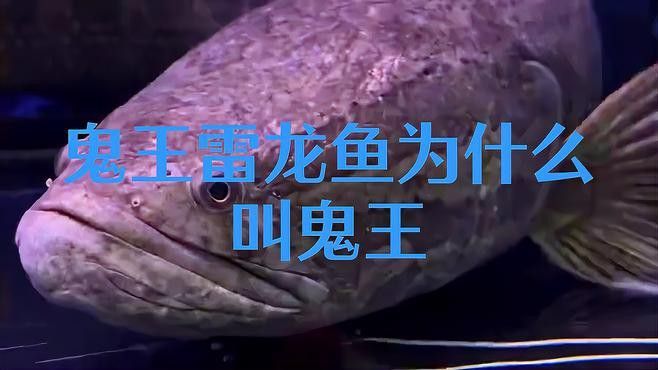 如何判斷鬼王雷龍魚的品相？