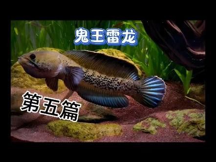 如何判斷鬼王雷龍魚的品相？