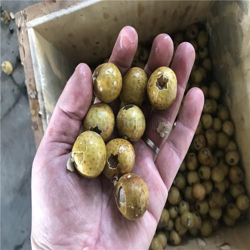 紅龍之眼的概念藝術圖