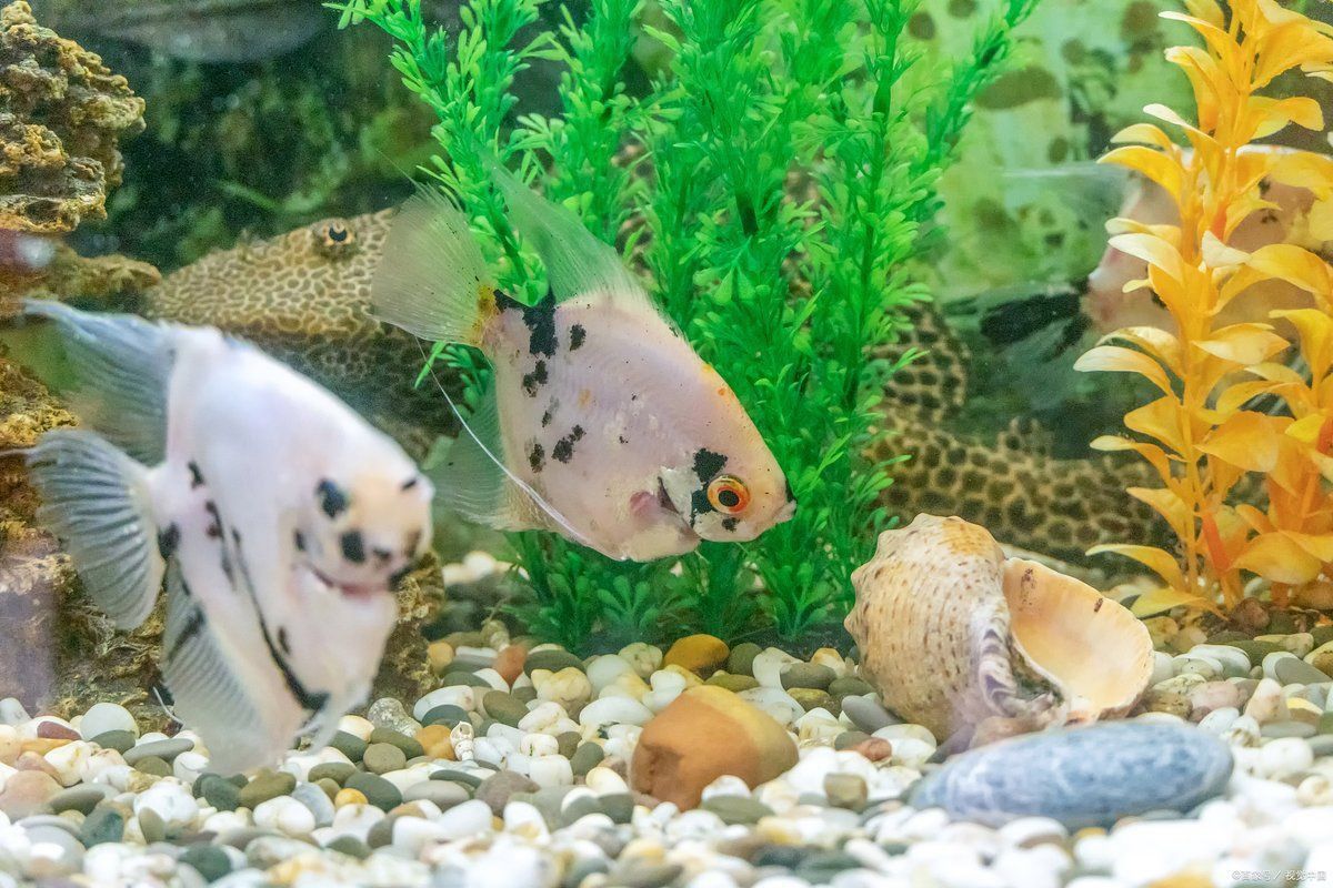 如何正確使用亞甲基藍治療龍魚真菌病？