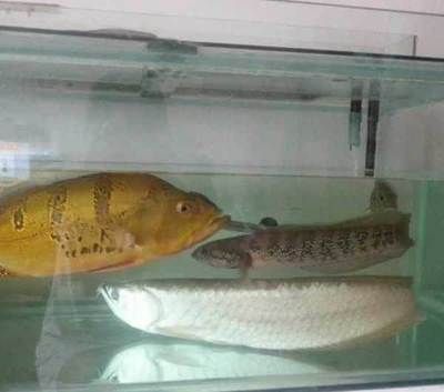 巴西亞和龍魚能不能一起養殖：關于巴西亞和龍魚混養的問題