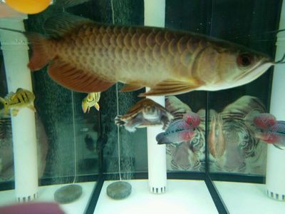巴西亞和龍魚能不能一起養殖：關于巴西亞和龍魚混養的問題