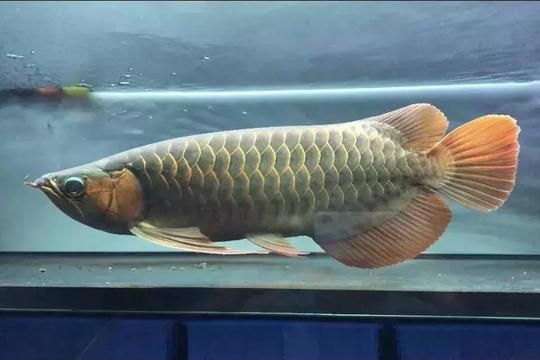 龍魚(yú)賽級(jí)是養(yǎng)出來(lái)的嗎