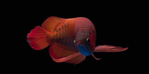 龍魚鑒賞