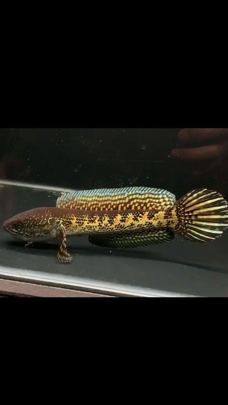 雷龍魚一年長多少