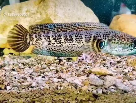 雷龍魚一年長多少