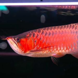 龍魚老孫的店鋪叫什么（龍魚老孫店鋪介紹）