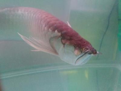 龍魚白毛病怎么治療：金龍魚得了白毛病怎么辦