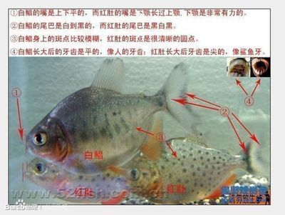 龍魚白毛病怎么治療：金龍魚得了白毛病怎么辦