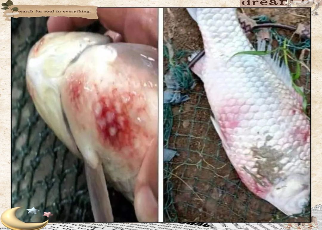 魚鰭根充血發紅死亡