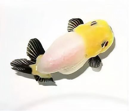 魚鰭根充血發紅死亡