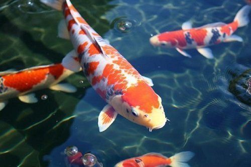 魚鰭根充血發紅死亡