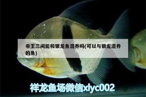 紅龍魚飼料中色素含量：紅龍魚飼料中的色素含量及其配方比例