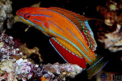 粉紅色的龍魚（粉紅龍魚的飼養(yǎng)方式）