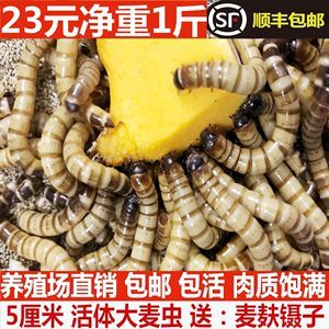 金龍魚只吃大麥蟲不吃別的蟲子：金龍魚只吃大麥蟲不吃別的蟲子可能是喂食方式的影響