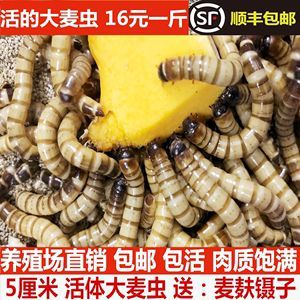 金龍魚只吃大麥蟲不吃別的蟲子：金龍魚只吃大麥蟲不吃別的蟲子可能是喂食方式的影響
