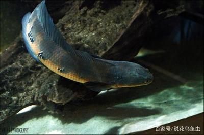 龍魚如何喂養長得快:養殖龍魚的注意事項 龍魚百科 第1張 龍魚如何喂養長得快:養殖龍魚的注意事項 龍魚如何喂養長得快:養殖龍魚的注意事項 龍魚百科 第1張