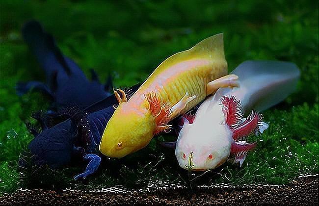 六角龍魚和六角恐龍